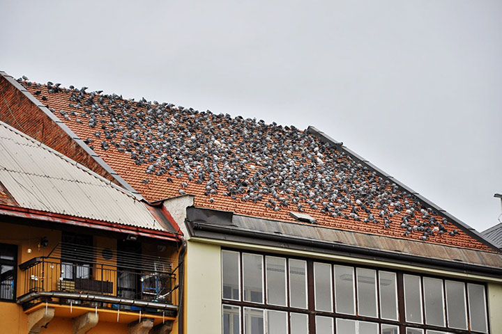A2B Pest Control are able to install spikes to deter birds from roofs in Tipton. 