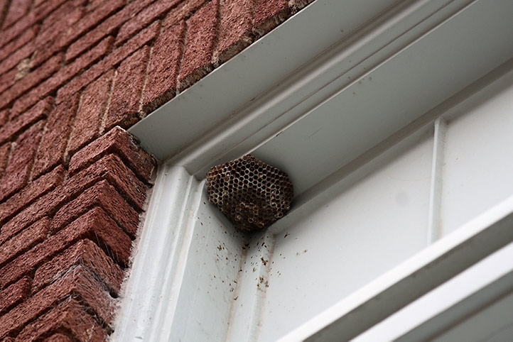 We provide a wasp nest removal service for domestic and commercial properties in Tipton.